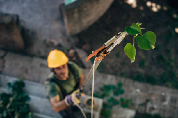 How Our Tree Care Process Works  in Waterford, WI